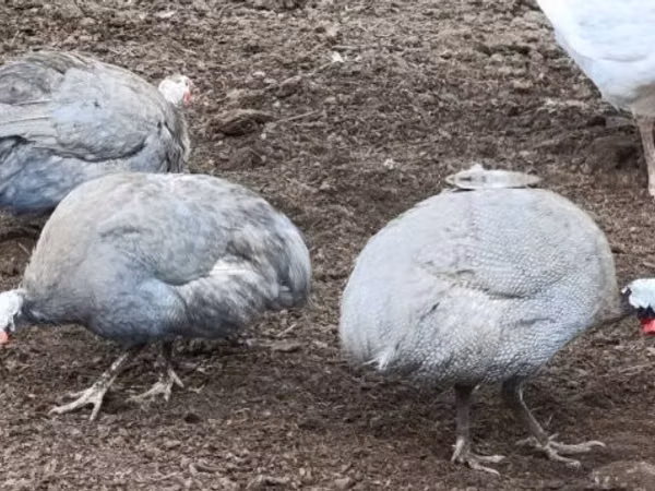 Лаванда