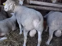 Widder, Ile-de-France sheep — Foto 1