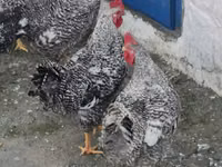 Chickens — 2 зураг