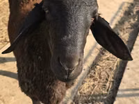 Widder, Blackheaded Persian sheep — Foto 2
