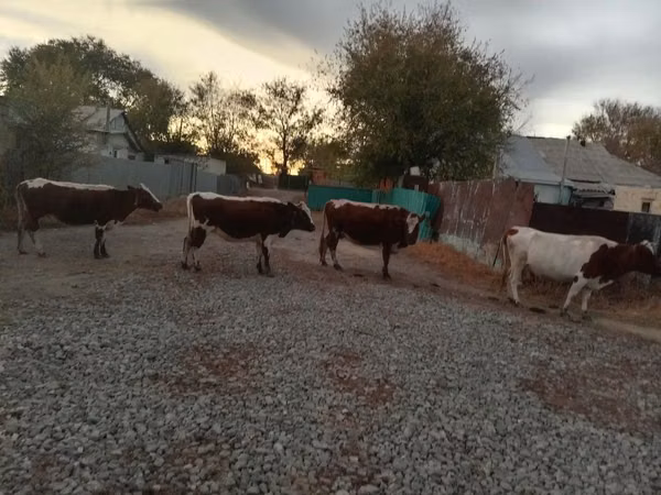 Cow, Simmental cattle