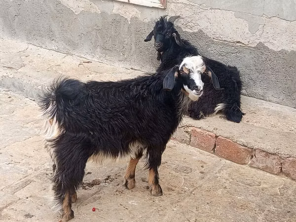 Goats (batch, sex not specified), Angora goats