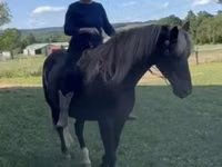 घोड़ा, Rocky Mountain Horse — फ़ोटो 7