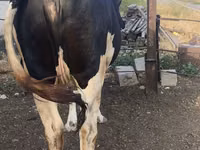 Kuh, Russian Black pied cattle — Foto 3