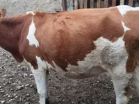 गाय, Simmental cattle — फ़ोटो 2