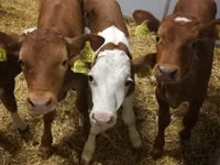 Rinder (Partie, Geschlecht nicht angegeben), Simmental cattle — Foto 2
