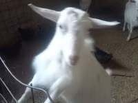 عنزة, Alpine goat — الصورة 3