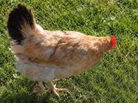 Chickens — foto 2