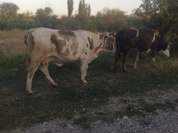 بقرة, الماشية
