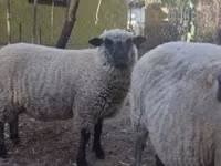 Хуц, Shroshire sheep — 2 зураг