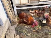 थाई गेम — फ़ोटो 8
