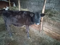 母牛, Cattle — 照片 2
