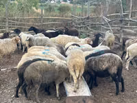 Sheep, Sheep — photo 3