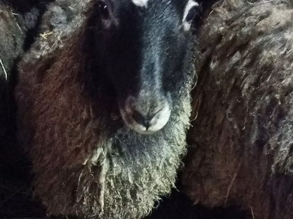 Хонь, Romanov sheep