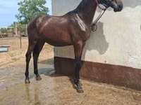 Адуу, Nonius horse — 3 зураг
