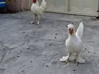 Chickens — Foto 4