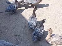 Ducks — الصورة 3