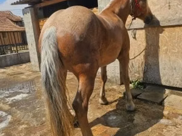 فرس, الخيول