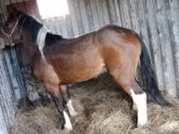 घोड़ा, Altai horse — फ़ोटो 3
