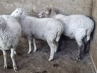 Oveja, Merino sheep — foto 5