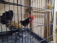 ياباني بانتام — الصورة 8