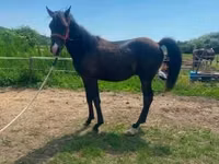Caballo, Hucul pony — foto 5