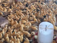 Ducks — Foto 4