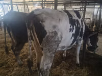 母牛, Russian Black pied cattle — 照片 2