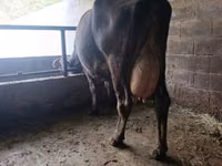 Kuh, Swiss cattle — Foto 1