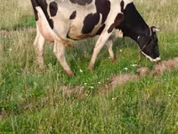 Үнээ, Russian Black pied cattle — 8 зураг