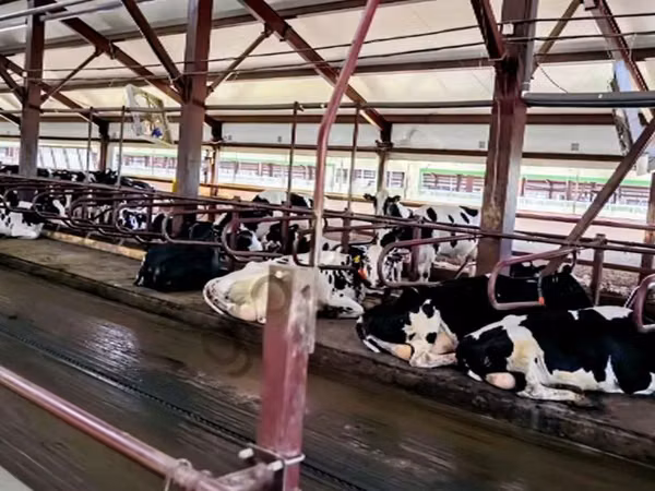 Kuh, Holstein-Rasse — Russland