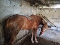 घोड़ी, Swedish warmblood horse — फ़ोटो 1