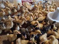 Ducks — الصورة 1