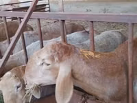 मेढ़ा, Arashan sheep — फ़ोटो 2