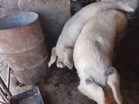 Boar, Pigs — photo 6