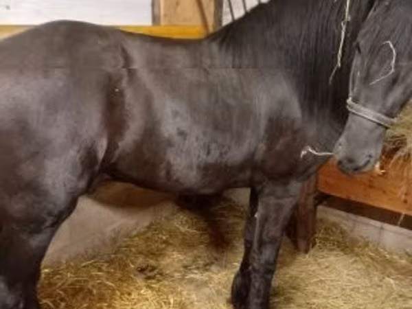 حصان, Friesian