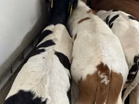 मवेशी (लॉट, लिंग निर्दिष्ट नहीं), Simmental cattle — फ़ोटो 6
