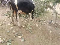 بقرة, Simmental cattle — الصورة 4