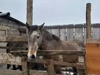 घोड़ी, Horse breed — फ़ोटो 2