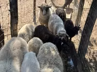 Хонь, Merino sheep — 5 зураг