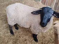 Sheep, White Suffolk sheep — photo 1