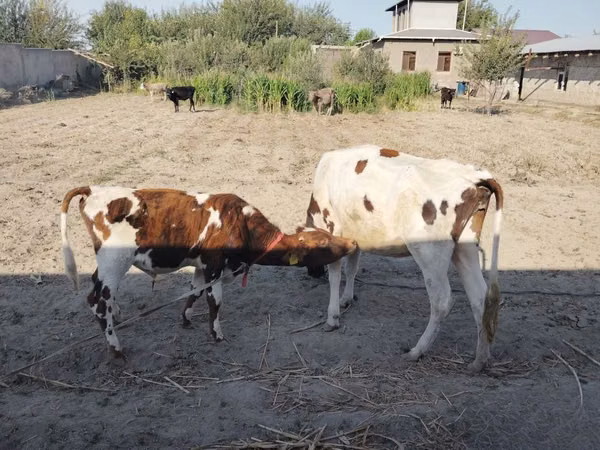 بقرة, Simmental cattle