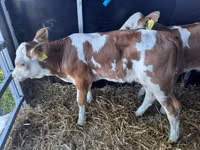 Бух, Simmental cattle — 3 зураг