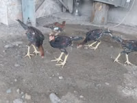 Chickens — 照片 1