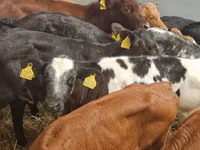 Rinder (Partie, Geschlecht nicht angegeben), Simmental cattle — Foto 4
