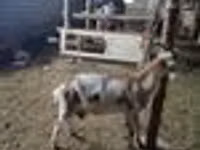 Billy Goat, Nubian Goat — photo 8