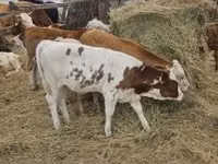 Toro, Simmental cattle — foto 8