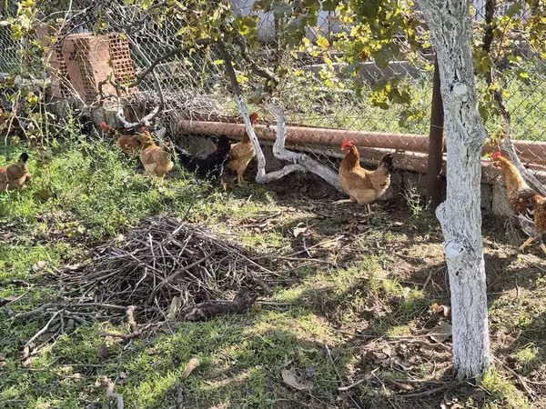 Chickens