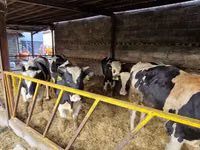 Bulle, Holstein-Rasse — Foto 2