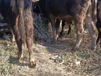 सांड, Simmental cattle — फ़ोटो 7